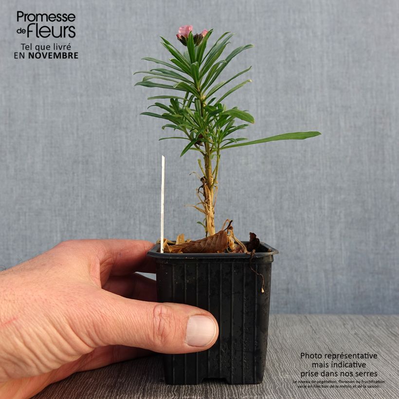 Esimerkki syksyllä toimitetusta Kultalakka Poem Lavender 8/9 cm taimiruukku-taimesta