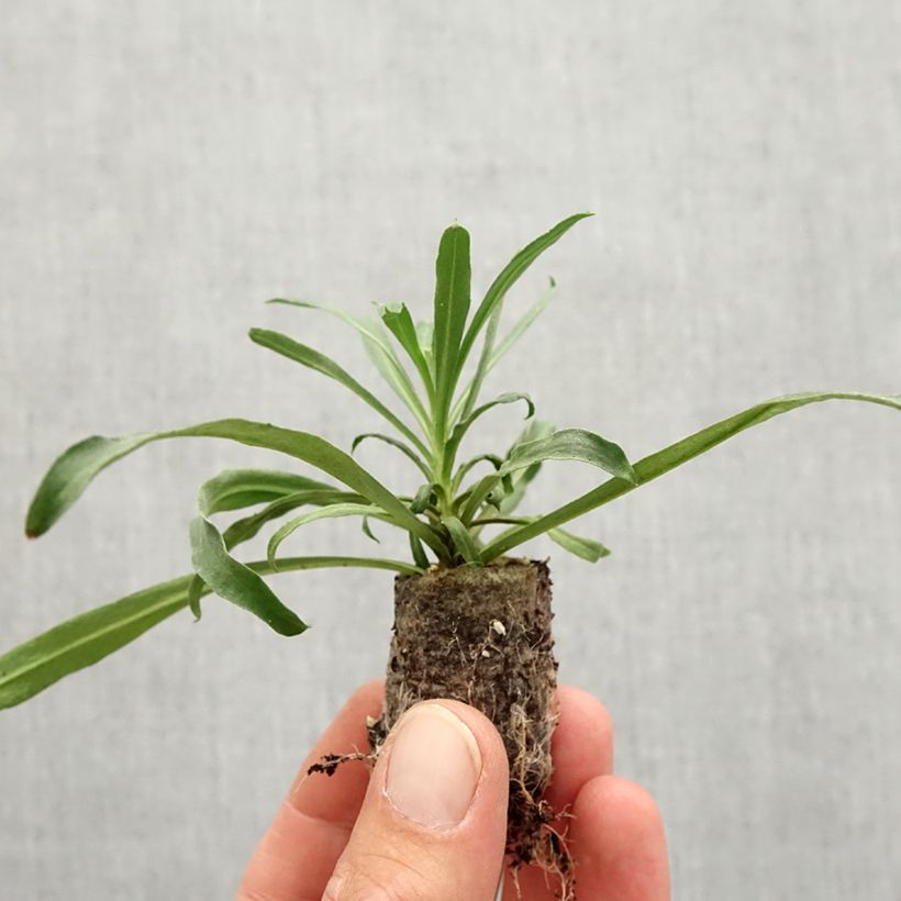 Esimerkki syksyllä toimitetusta Kultalakka Winter Touch Minipaakku Ø 3/4 cm-taimesta