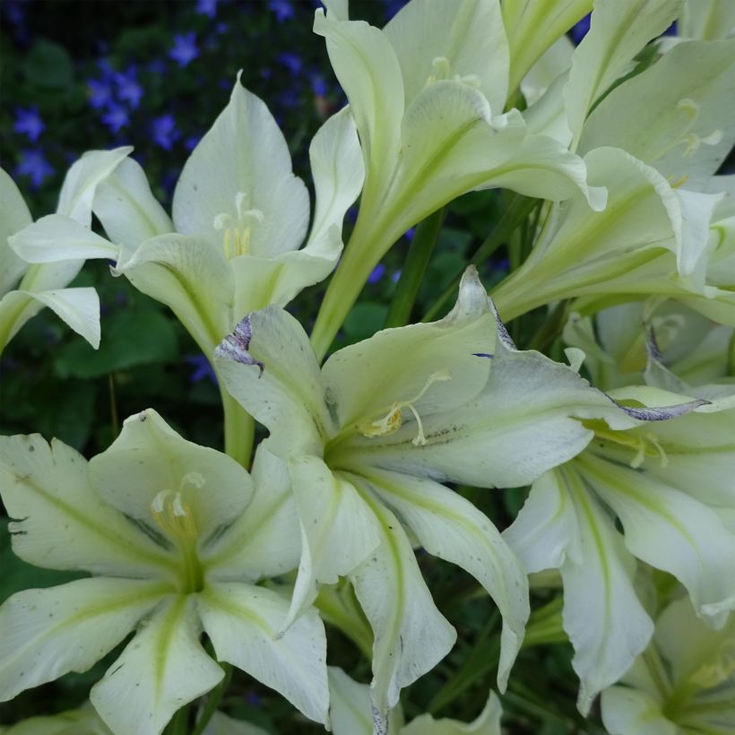 Kainomiekkalilja var. concolor (Kukinta)