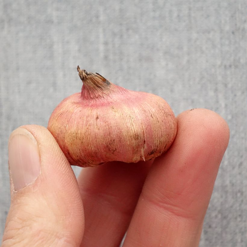 Esimerkki keväällä toimitetusta Gladiolukset sekoitus (pienikukkaiset) Bulbe size 8+-taimesta