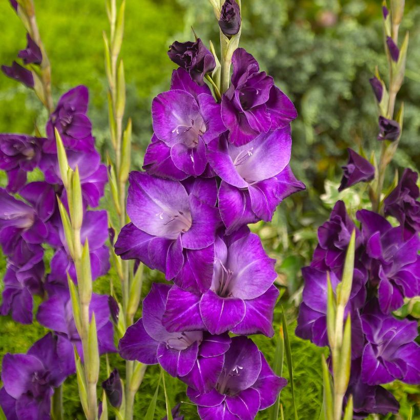 Miekkalilja Violetta (Kukinta)