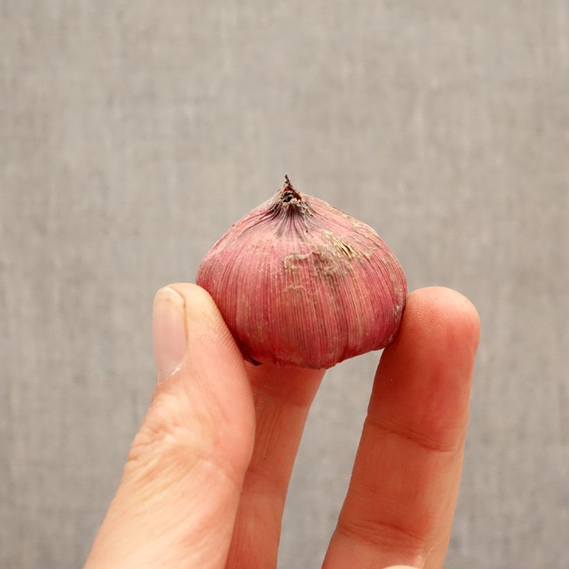 Esimerkki keväällä toimitetusta Miekkalilja Amiga Sipulit Koko 12+-taimesta