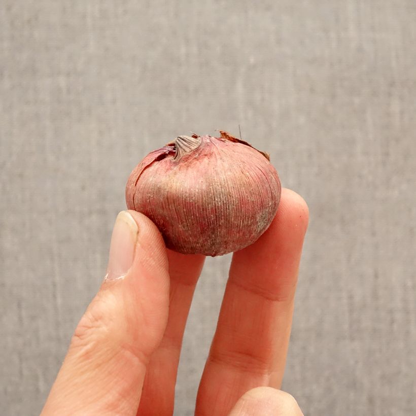 Esimerkki keväällä toimitetusta Miekkalilja Blushed look Sipulit Koko 12+-taimesta