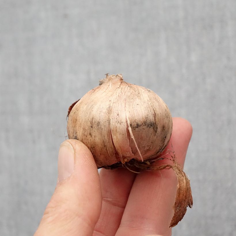 Esimerkki keväällä toimitetusta Miekkalilja Bizar Bulbe size 12+-taimesta
