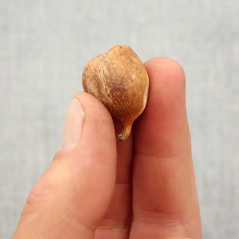 Esimerkki keväällä toimitetusta Purppuramiekkalilja Whistling Jack Bulbe size 6+-taimesta