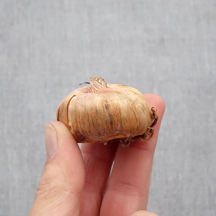 Esimerkki keväällä toimitetusta Miekkalilja Adrenaline Bulbe size 12+-taimesta