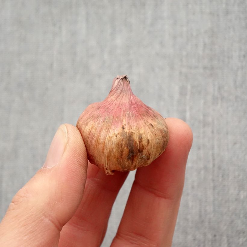 Esimerkki keväällä toimitetusta Kapinmiekkalilja Albidus Sipulit Koko 6+-taimesta