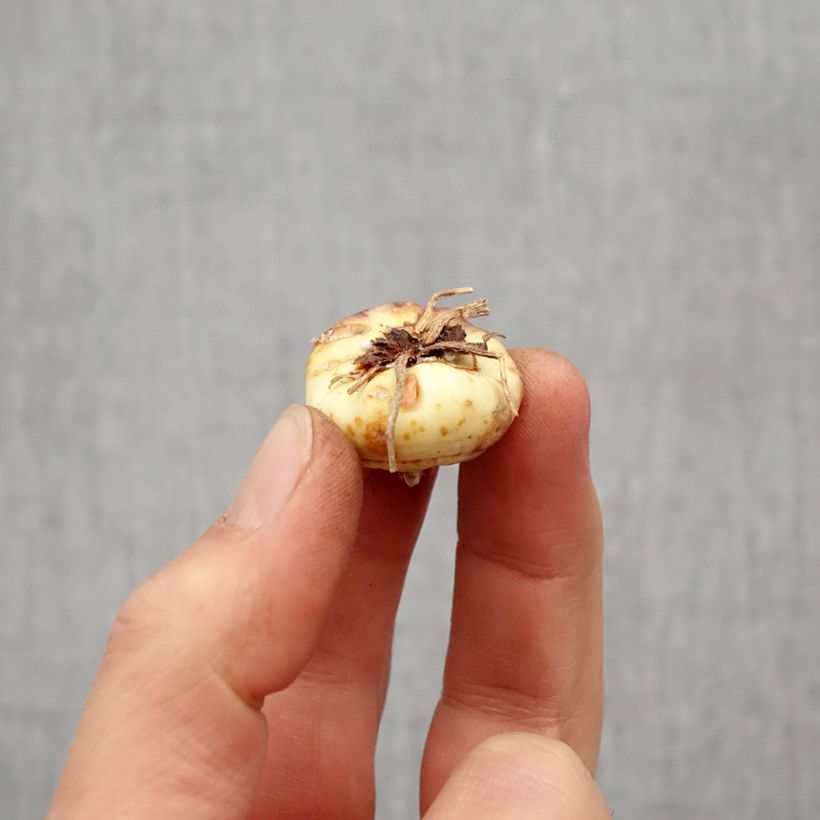 Esimerkki keväällä toimitetusta Kääpiömiekkalilja Robinetta Bulbe size 10+-taimesta