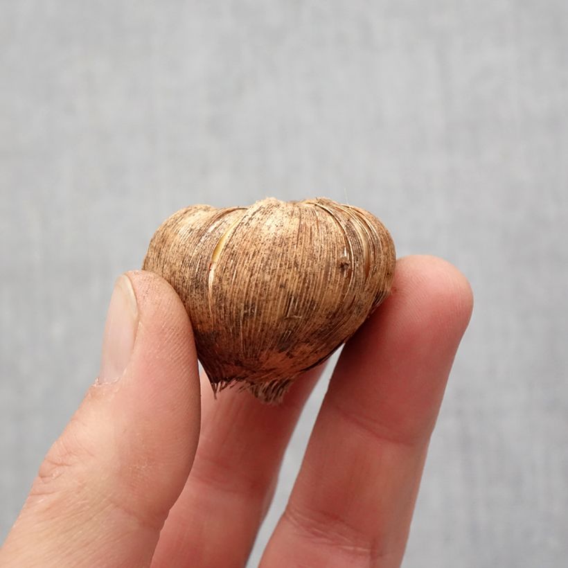 Esimerkki keväällä toimitetusta Miekkalilja Fidelio Sipuli Koko 14+-taimesta