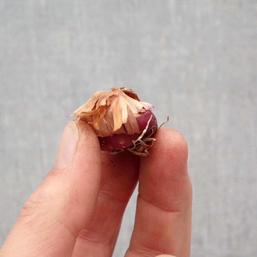 Esimerkki keväällä toimitetusta Miekkalilja Flevo Vito Bulbe size 12+-taimesta