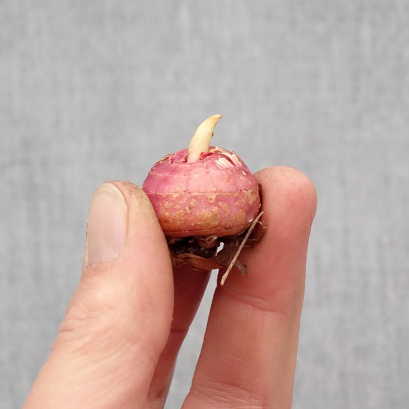 Esimerkki keväällä toimitetusta Miekkalilja Fragrant Lady Bulbe size 10+-taimesta