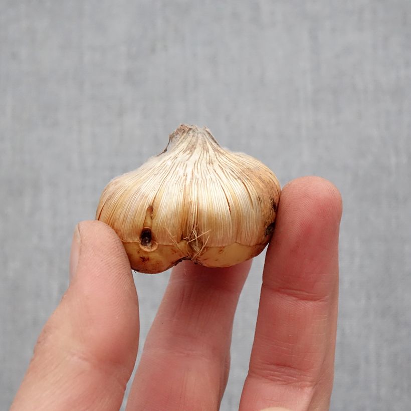 Esimerkki keväällä toimitetusta Miekkalilja Home Coming Bulbe size 14+-taimesta