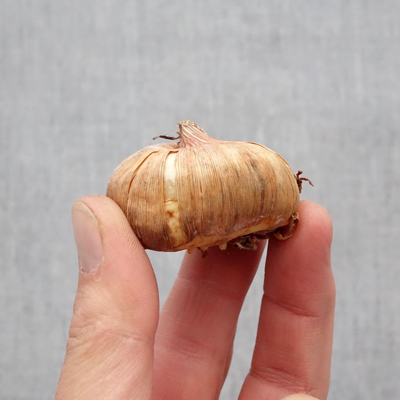 Esimerkki keväällä toimitetusta Miekkalilja Invitatie Bulbe size 11+-taimesta