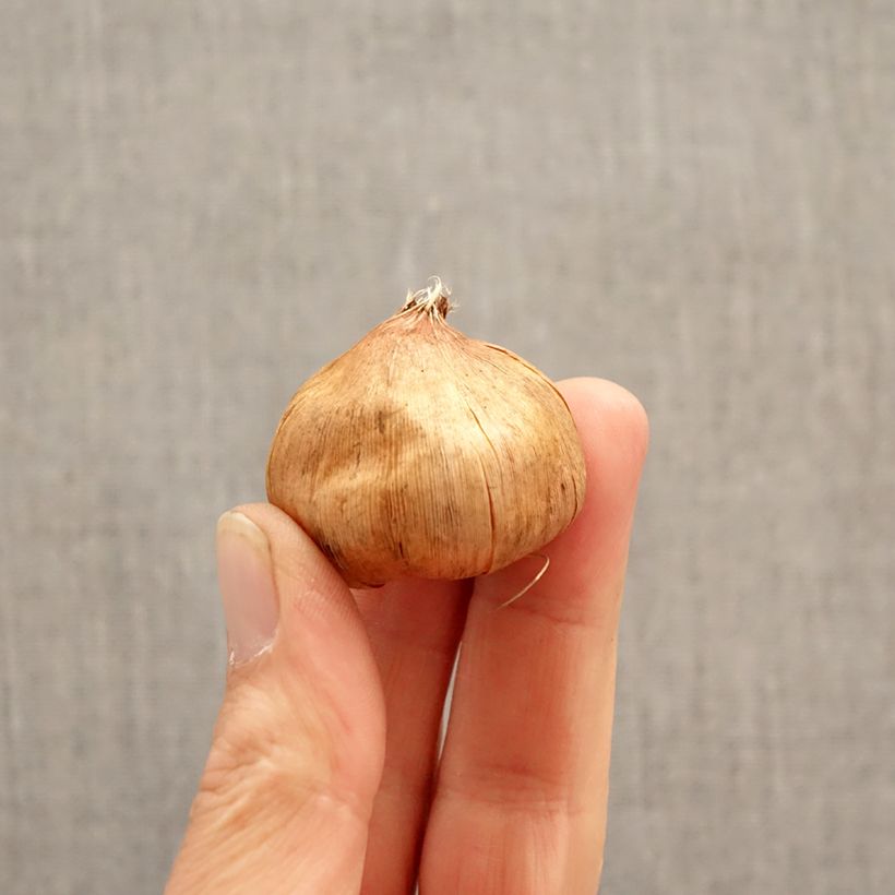 Esimerkki keväällä toimitetusta Miekkalilja Vandohla Bulbe size 12/14-taimesta