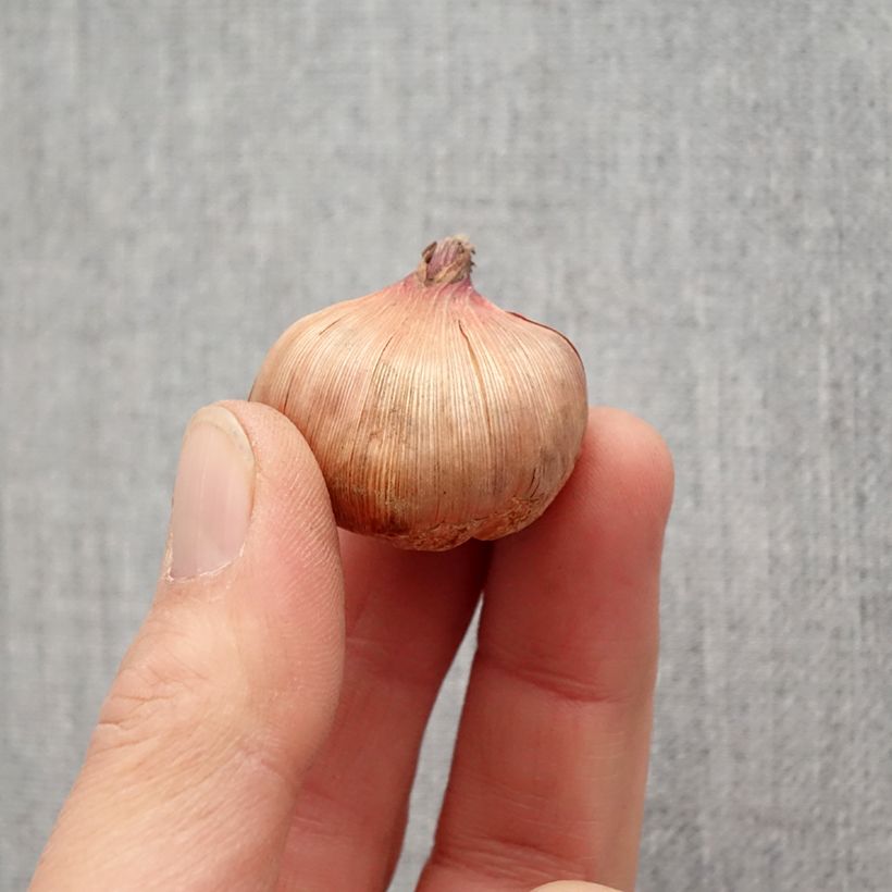 Esimerkki keväällä toimitetusta Miekkalilja Wig's Sensation Bulbe size 10+-taimesta