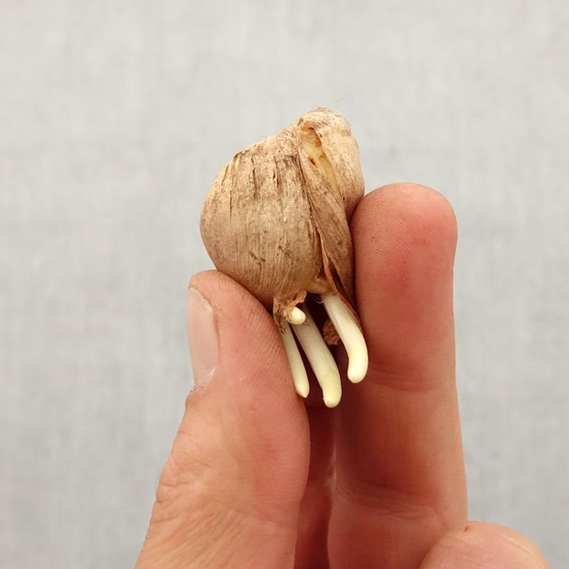 Esimerkki keväällä toimitetusta Kainomiekkalilja var. concolor Bulbe size 5+-taimesta
