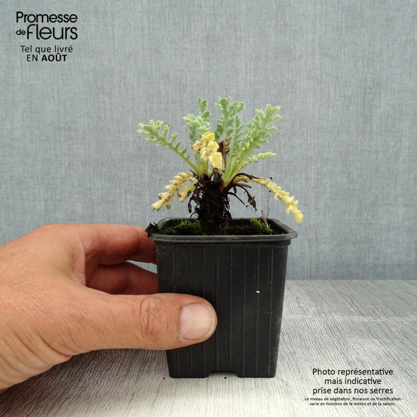 Esimerkki kesällä toimitetusta Keltaneidonunikko - Glaucium flavum Godet de 8/9 cm-taimesta