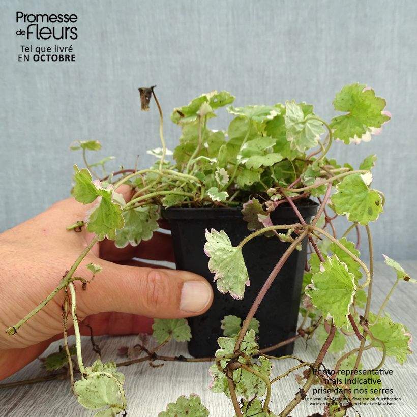 Esimerkki syksyllä toimitetusta Maahumala Variegata 8/9 cm taimiruukku-taimesta