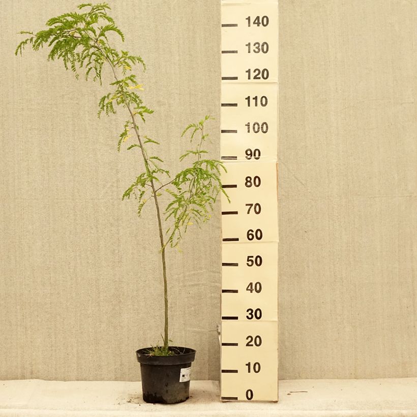 Esimerkki kesällä toimitetusta Lännenkolmioka - Gleditsia triacanthos Ruukku 4L / 5L-taimesta