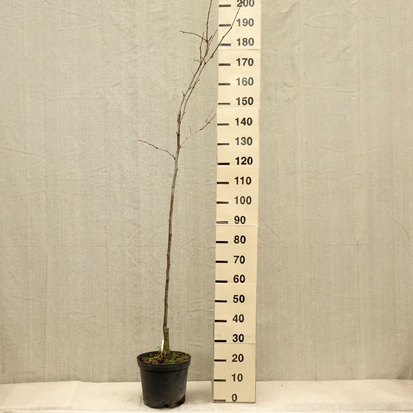 Esimerkki syksyllä toimitetusta Lännenkolmioka Shademaster 7,5 litran / 10 litran ruukku-taimesta