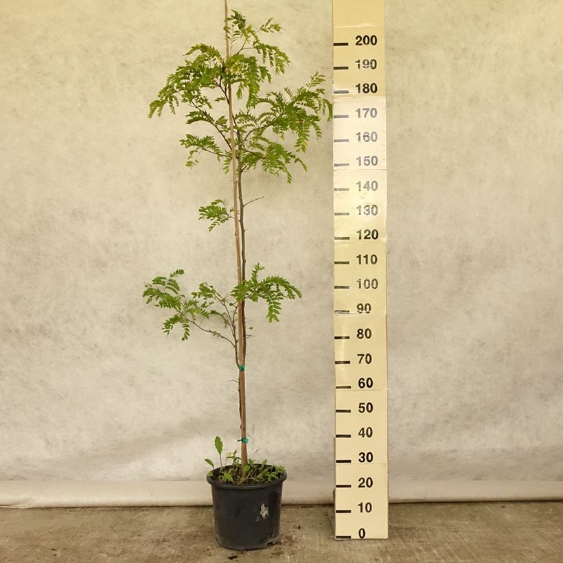 Esimerkki kesällä toimitetusta Lännenkolmioka Skyline Pot de 12L/15L, Baliveau-taimesta