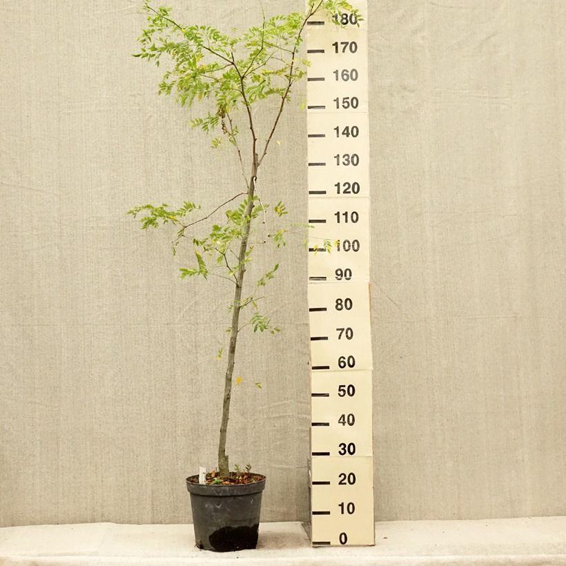Esimerkki kesällä toimitetusta Lännenkolmioka Skyline Pot de 7,5L/10L-taimesta