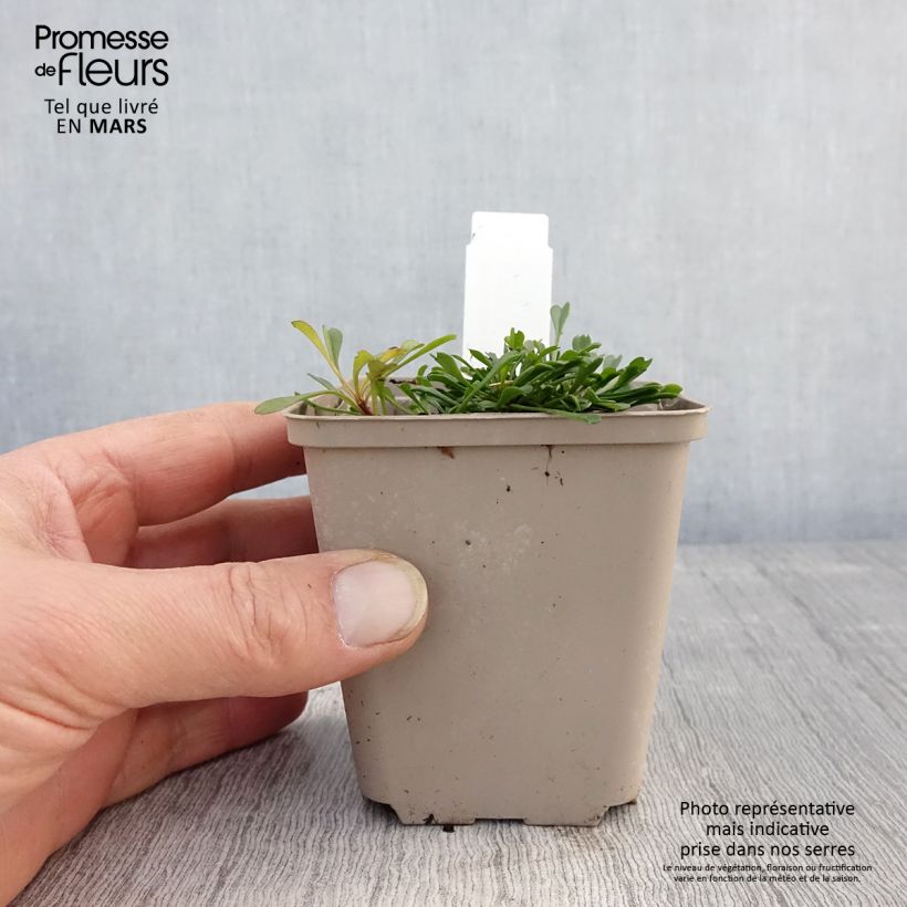 Esimerkki keväällä toimitetusta Sinipallo - Globularia cordifolia Taimiruukku 8/9 cm-taimesta