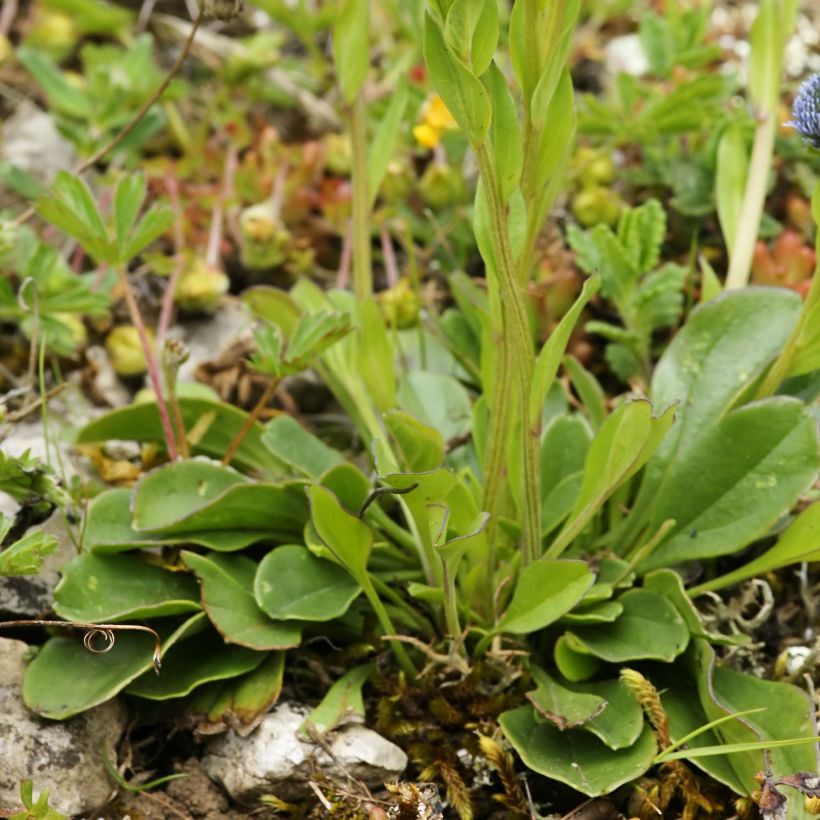 Alppisinipallo - Globularia punctata (Lehvistö)