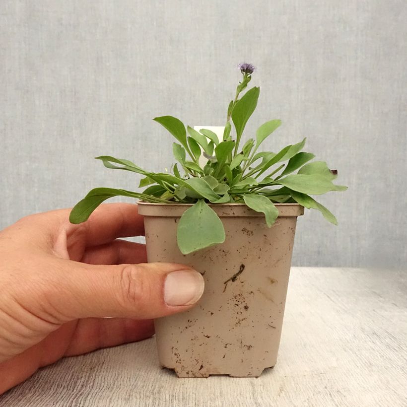 Esimerkki kesällä toimitetusta Alppisinipallo - Globularia punctata Godet de 8/9 cm-taimesta