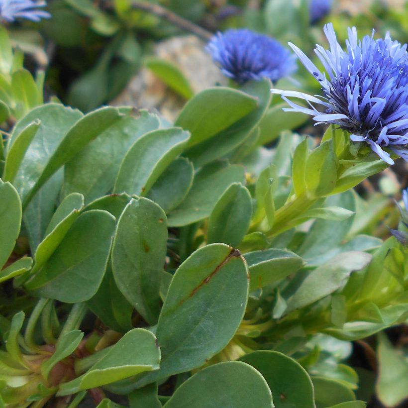 Sinipallo - Globularia trichosantha (Lehvistö)