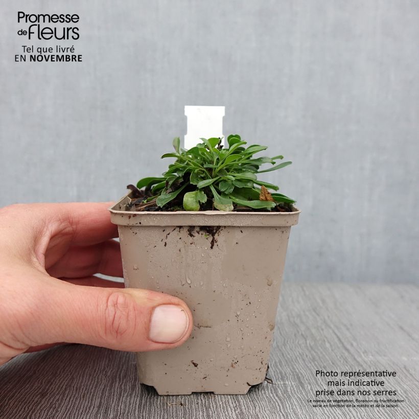 Esimerkki syksyllä toimitetusta Sinipallo - Globularia trichosantha 8/9 cm taimiruukku-taimesta