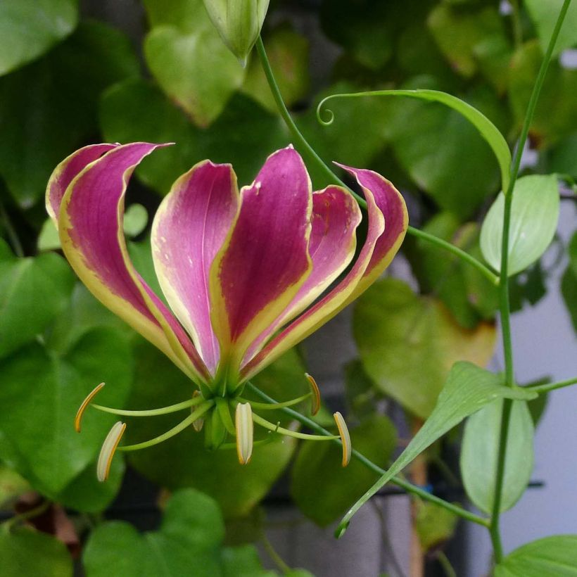 Keijunlilja Carsonii (Kukinta)
