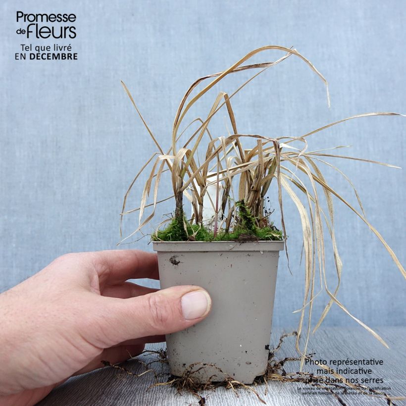 Esimerkki syksyllä toimitetusta Isosorsimo Variegata 8/9 cm taimiruukku-taimesta