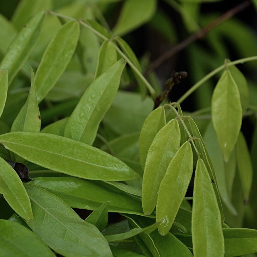 Millettia japonica Satsuma (Lehvistö)