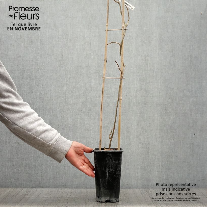 Esimerkki syksyllä toimitetusta Glycine de Chine Blue Line - Wisteria sinensis Pot de 2L/3L-taimesta