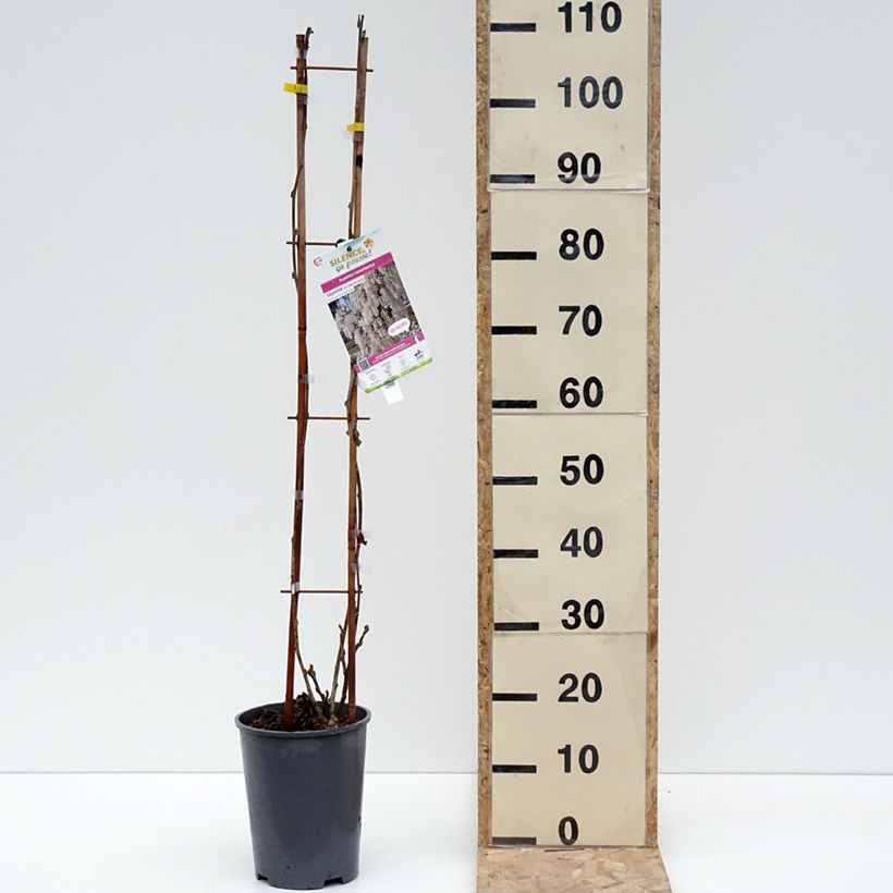 Esimerkki talvella toimitetusta Glycine de Chine - Wisteria sinensis Alba Pot de 3L/4L-taimesta