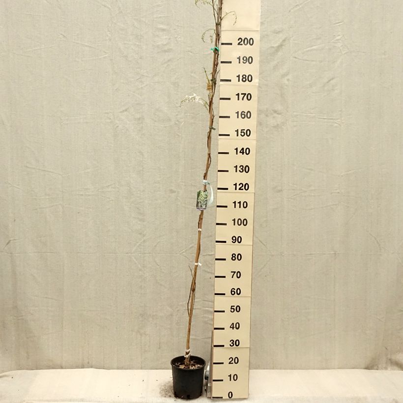 Esimerkki keväällä toimitetusta Kiinansinisade Alba Ruukku 3L / 4L-taimesta
