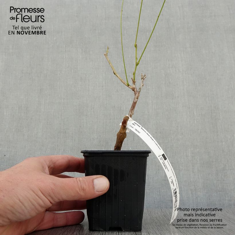 Esimerkki syksyllä toimitetusta Wisteria sinensis - Kiinansinisade 8/9 cm taimiruukku-taimesta