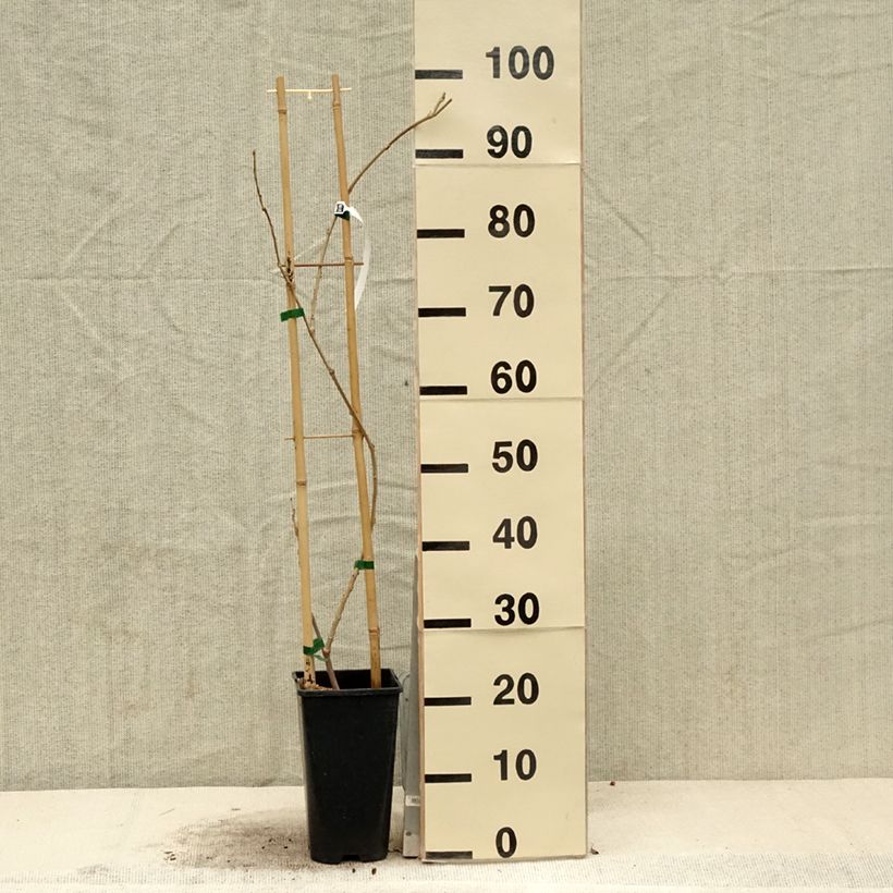 Esimerkki keväällä toimitetusta Kiinansinisade Flore Pleno Ruukku 3L / 4L-taimesta