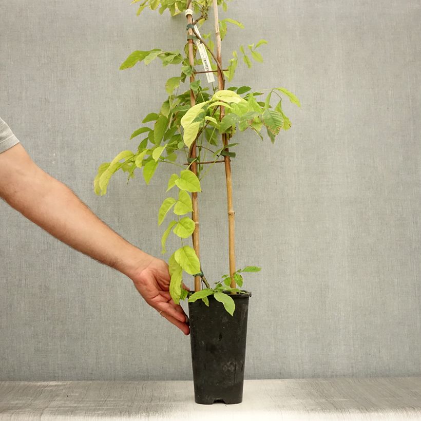 Esimerkki kesällä toimitetusta Kiinansinisade - Wisteria sinensis Ruukku 2L / 3L-taimesta