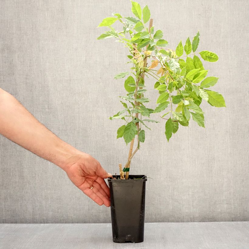 Esimerkki keväällä toimitetusta Sinisatee - Wisteria x formosa Ruukku 1,5L / 2L-taimesta