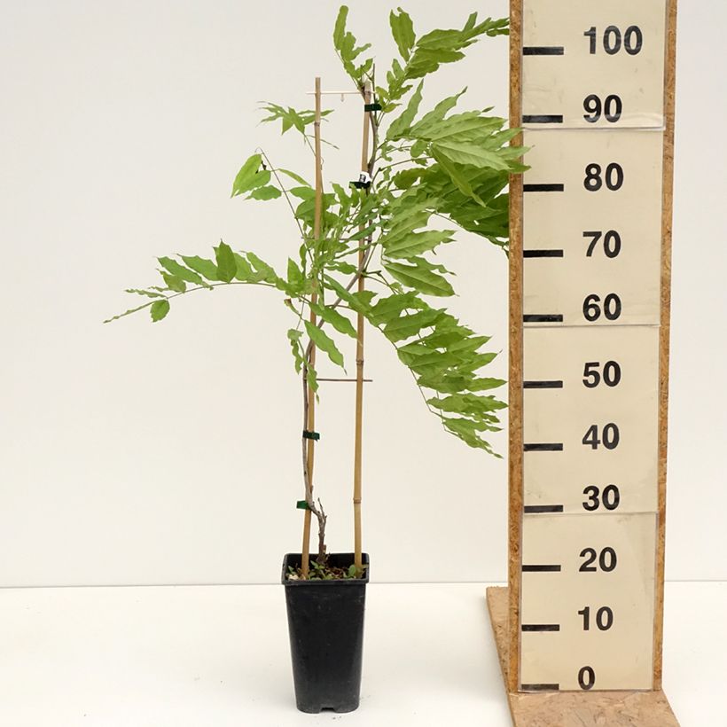 Esimerkki keväällä toimitetusta Sinisatee - Wisteria x formosa Ruukku 3L / 4L-taimesta