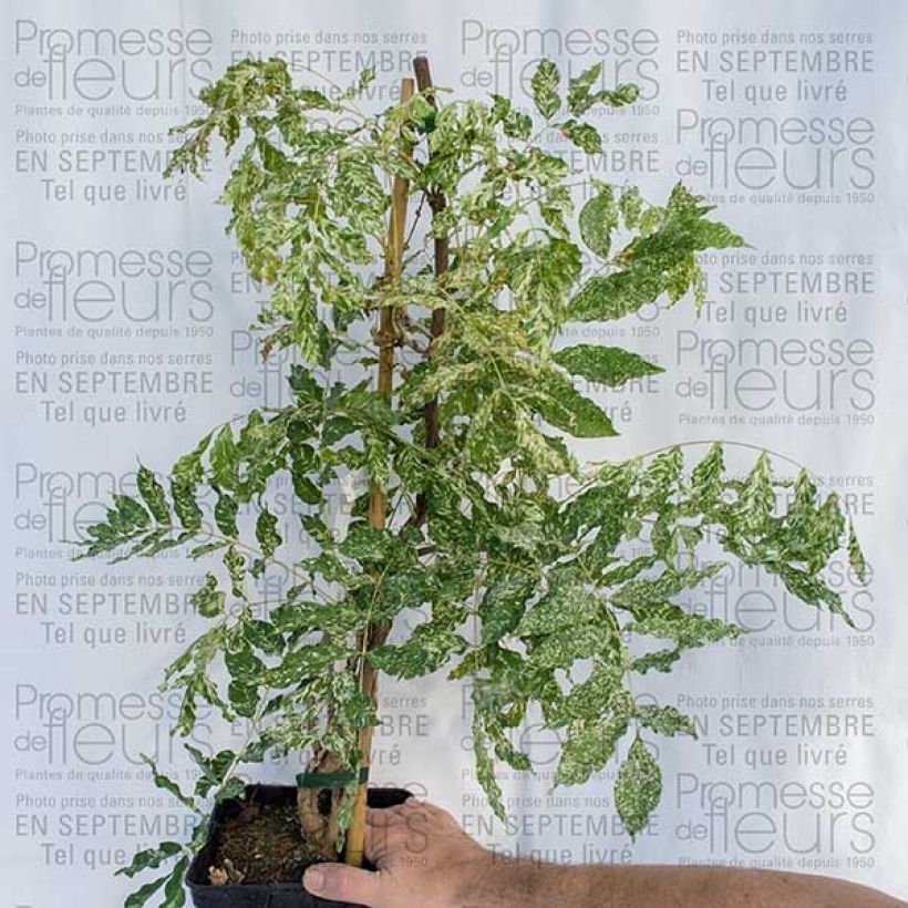 Esimerkki toimitetusta Japaninsinisade Variegata Pot de 2L/3L-taimesta