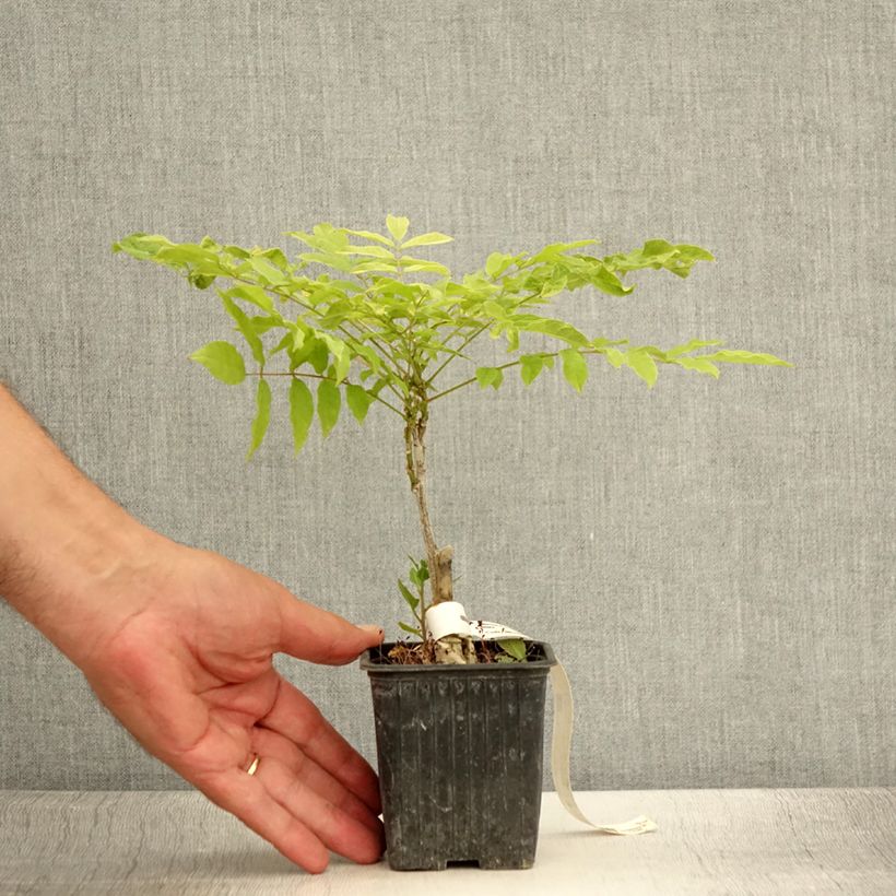 Esimerkki kesällä toimitetusta Japaninsinisade Alba Taimiruukku 8/9 cm-taimesta