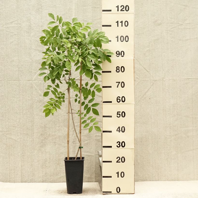 Esimerkki kesällä toimitetusta Japaninsinisade - Wisteria floribunda Pot de 3L/4L-taimesta