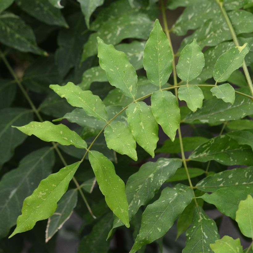 Japaninsinisade Variegata (Lehvistö)