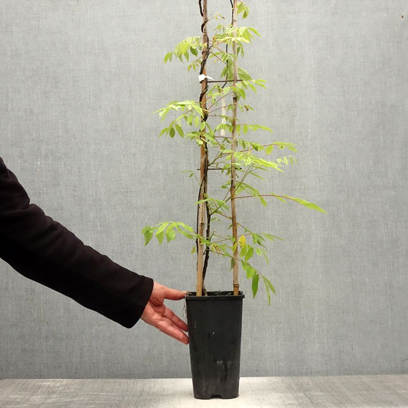 Esimerkki kesällä toimitetusta Sinisade - Wisteria frutescens Pot de 3L/4L-taimesta