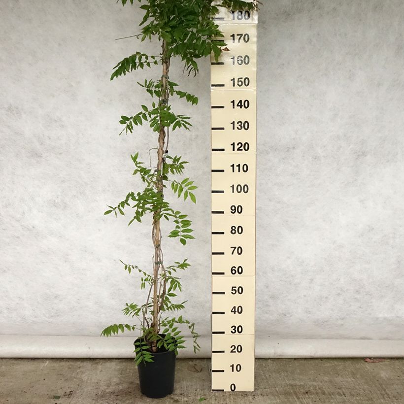 Esimerkki kesällä toimitetusta Japaninsinisade Lawrence Pot de 6L/7L-taimesta