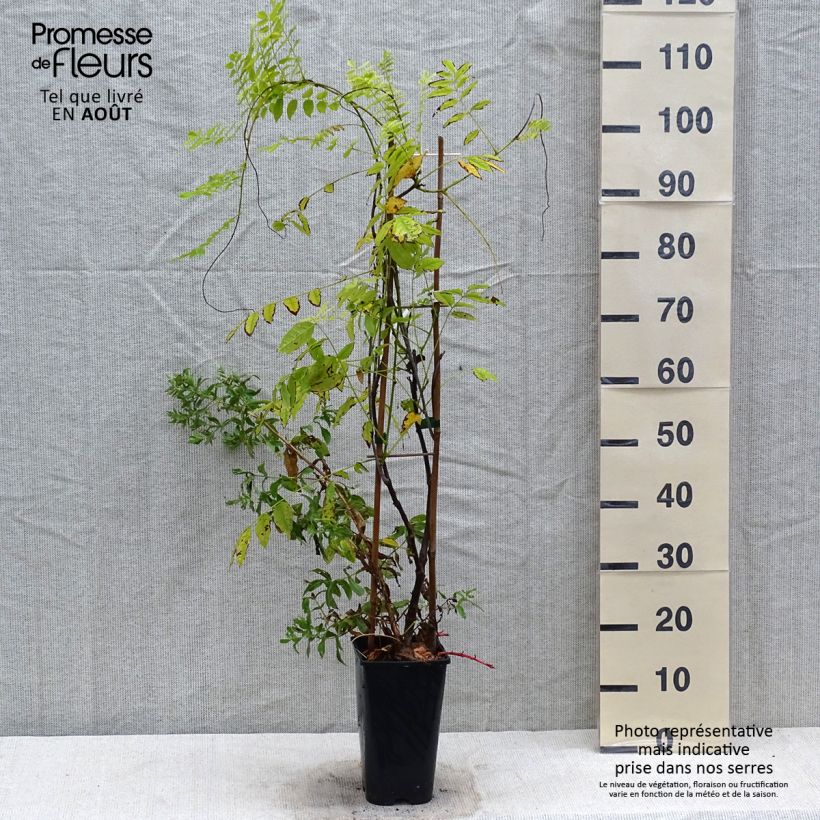 Esimerkki kesällä toimitetusta Japaninsinisade Ed's Blue Dragon Pot de 2L/3L-taimesta