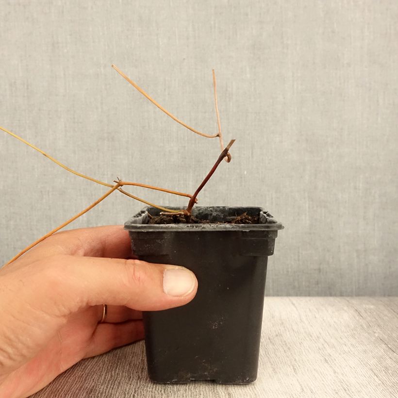 Esimerkki kesällä toimitetusta Amerikanmukulapapu - Apios americana 8/9 cm taimiruukku-taimesta